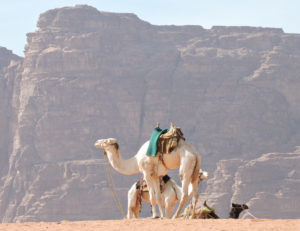 Jordan Tour Camels at Wadi Rum